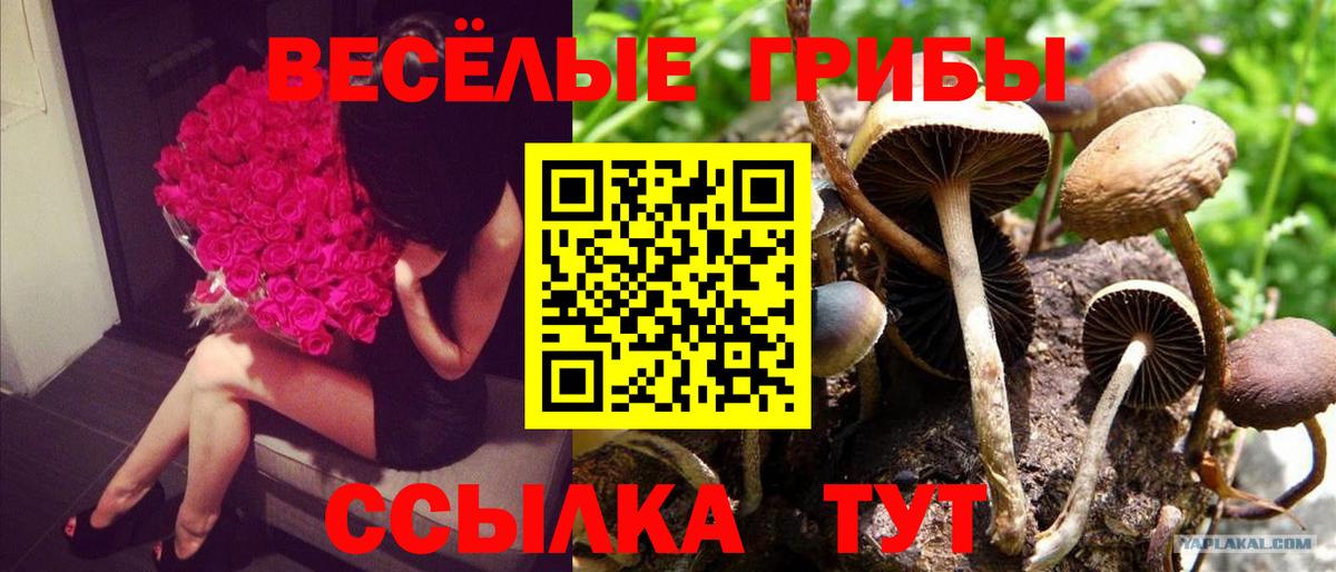 Псилоцибиновые грибы GOLDEN TEACHER  Псилоцибиновые грибы MAGIC MUSHROOMS  Изобильный  цена наркотик  Вход с VPN 